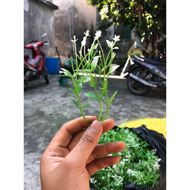 Cỏ 3 nhánh 100g -  cỏ điểm trang trí