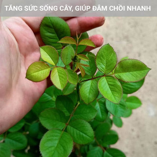 Dây ràng,chun,thun, buộc hàng có móc