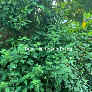 Cây cộng sản tươi,khô (cỏ Lào ,cỏ Việt Minh,lốp bốp …)