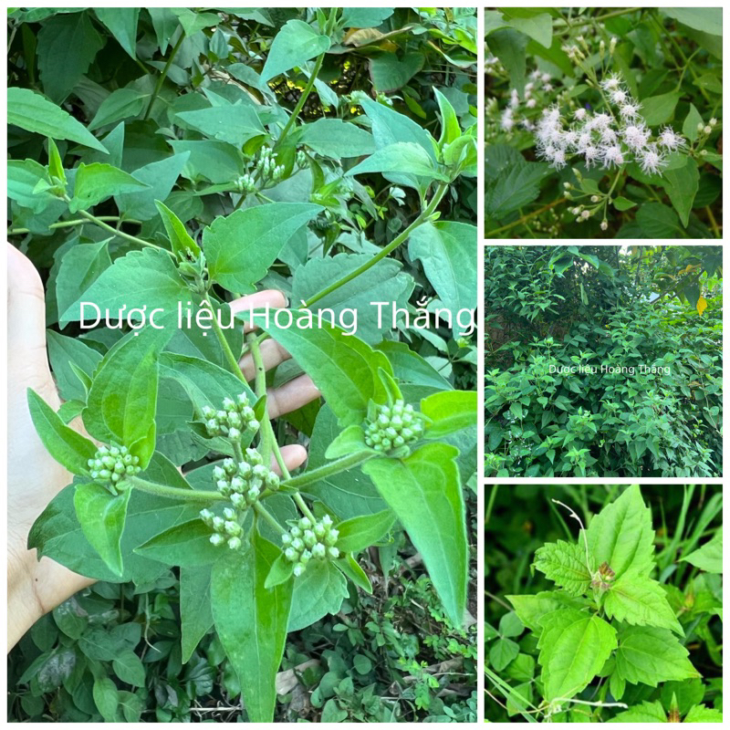 Cây cộng sản tươi,khô (cỏ Lào ,cỏ Việt Minh,lốp bốp …)