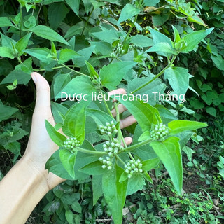 Cây cộng sản tươi,khô (cỏ Lào ,cỏ Việt Minh,lốp bốp …)
