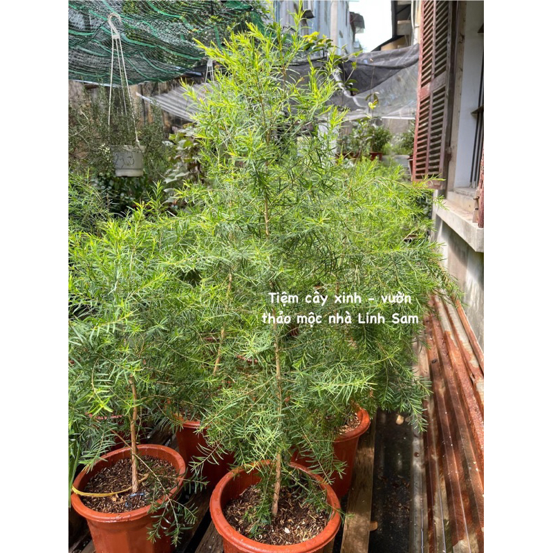 Tràm trà / Tea tree