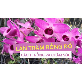 Kích mầm hoa lan - Keiki Duy Pro