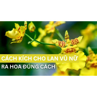 Kích mầm hoa lan - Keiki Duy Pro