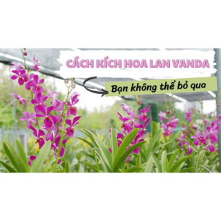 Kích mầm hoa lan - Keiki Duy Pro