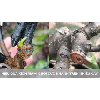 Kích mầm hoa lan - Keiki Duy Pro