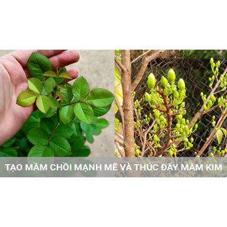 Kích mầm hoa lan - Keiki Duy Pro