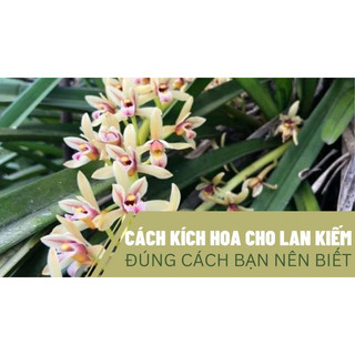 Kích mầm hoa lan - Keiki Duy Pro