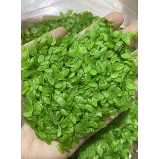 Hạt cốm xanh khô nấu chè 500g