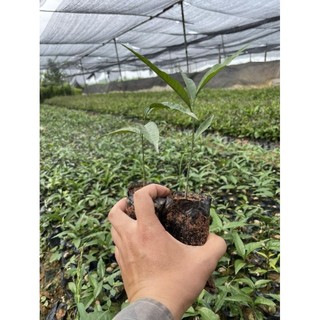 Combo 5 cây rau sắng, ngót rừng