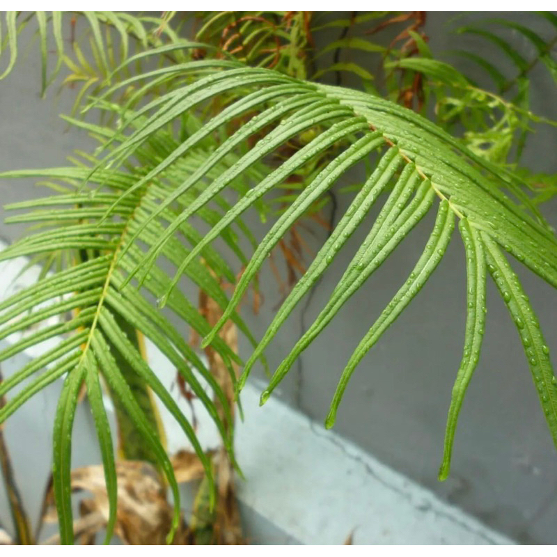 Máy ảnh Vintage Panasonic Lumix Dmc S1 đậm và nét