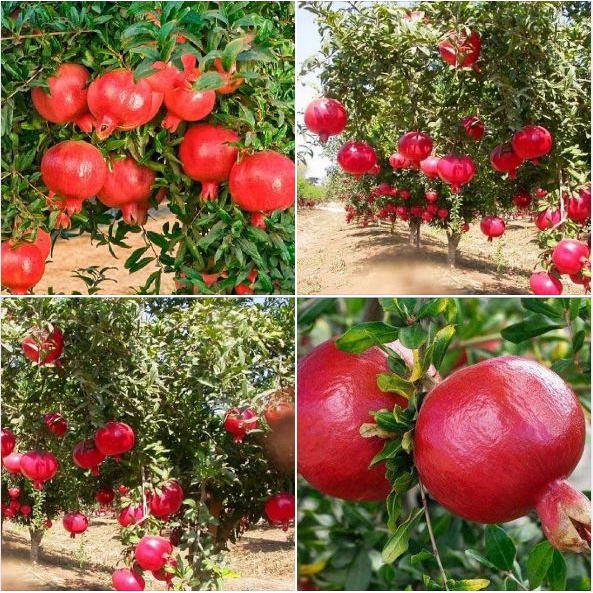 Cây Lựu Đỏ Trung Quốc giống chuẩn F1 siêu năng suất  trái siêu to siêu đỏ