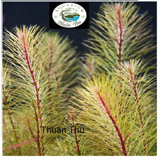 Cây Luân Thảo Đỏ lá nước - Chỉ Đỏ - Cây cắt cắm thủy sinh dễ trồng không cần Co2