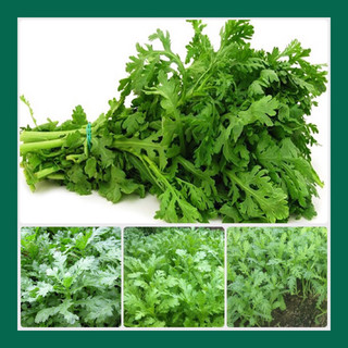 Hạt giống rau tần ô phú nông gói 20 gram