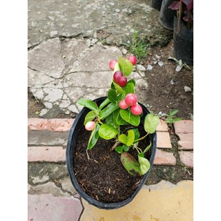 Cây giống Siro