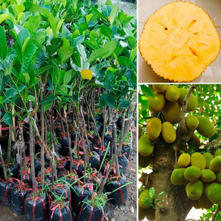 CÂY GIỐNG MÍT THÁI QUẢ SIÊU SỚM