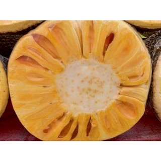 Cây giống mít nghệ tứ quý siêu kinh tế