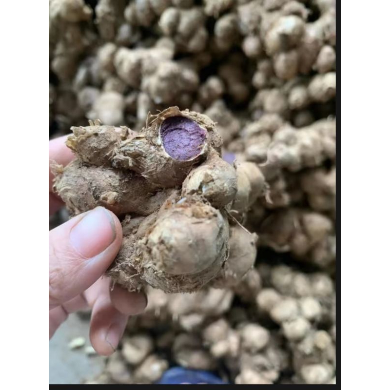 1Kg GỪNG ĐEN trồng 1-2 năm