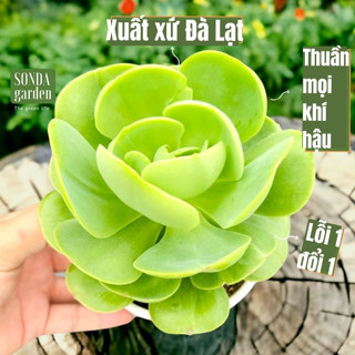  Sen đá bèo má đào SONDA GARDEN size trung bình 10-12cm cây cảnh trang trí nhà cửa lỗi 1 đổi 1 
