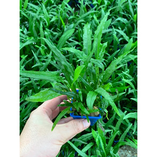Dương xỉ Java - Cây thuỷ sinh