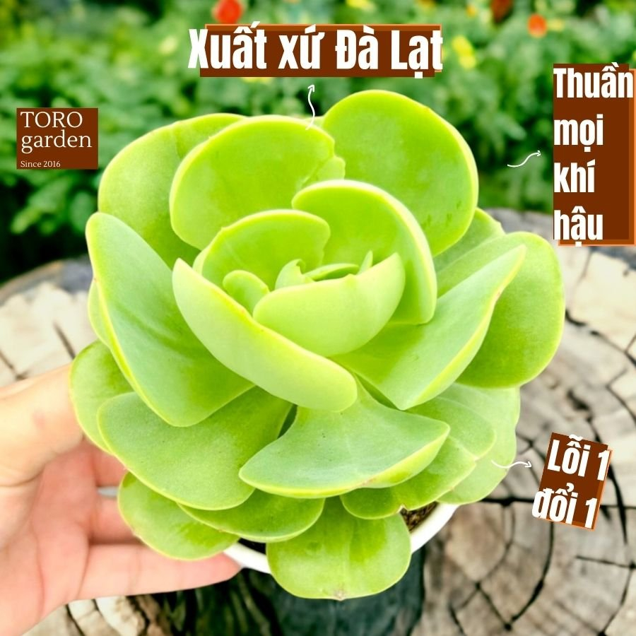 Sen đá bèo má đào Đà Lạt size trung bình cây cảnh trang trí nhà cửa Toro garden