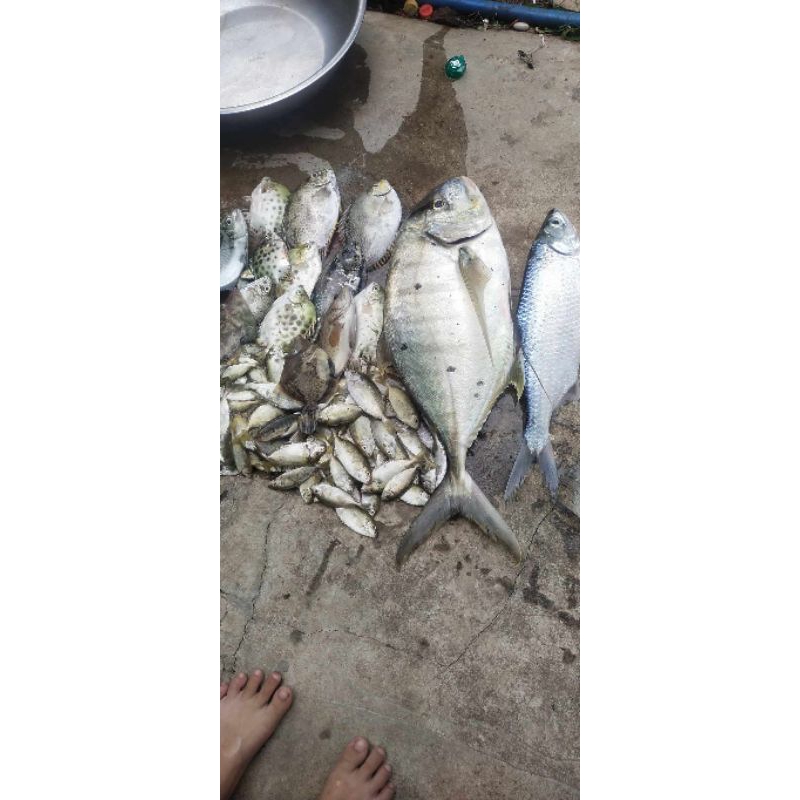 Lưỡi Câu Rường Chùm 2 Tầng Đa Năng Chống Cóc Gẫy