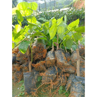 Cây giống rau bò khai cây khoẻ
