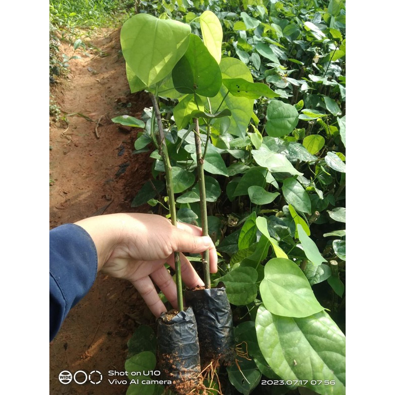 Cây giống rau bò khai cây khoẻ