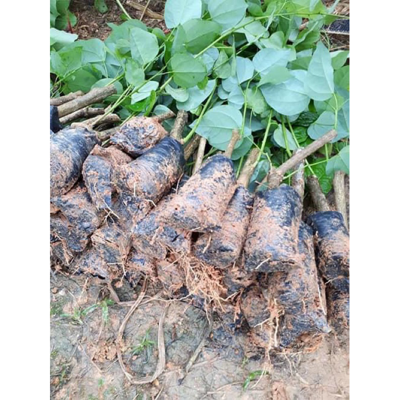 Cây giống rau bò khai cây khoẻ
