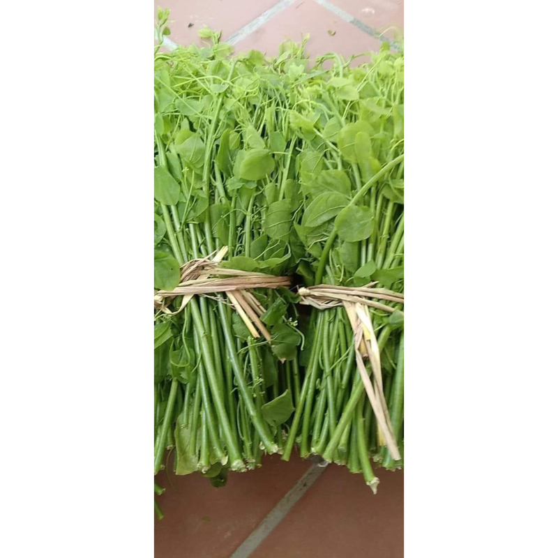 Cây giống rau bò khai cây khoẻ