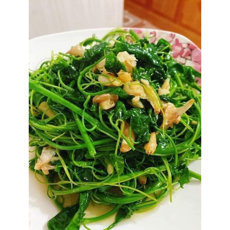 Cây giống rau bò khai cây khoẻ