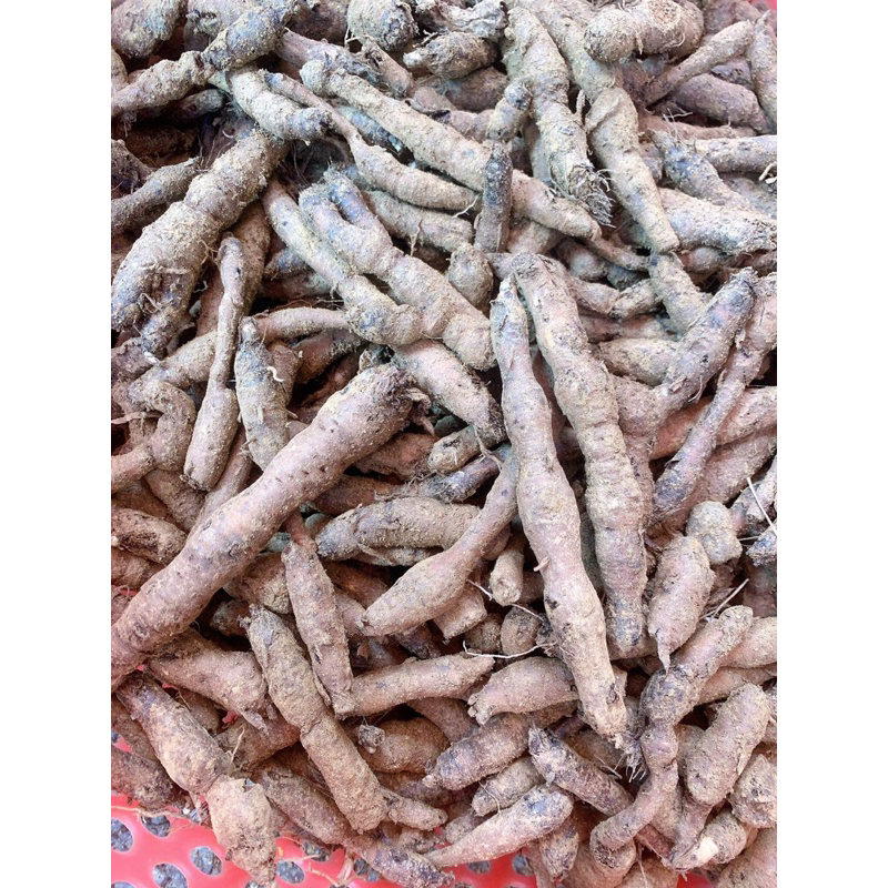 Sâm tiên mao  tươi 1 Kg Làm Sạch Hút Chân Không