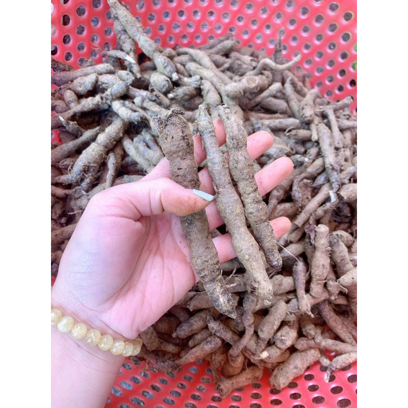 Sâm tiên mao  tươi 1 Kg Làm Sạch Hút Chân Không