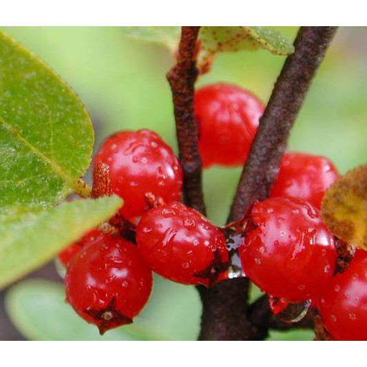 Sữa rửa mặt Happybath original xanh 150G