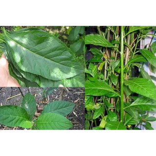 cây mật gấu hay cây lá đắng