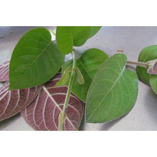 bầu cây giống cây lá mơ lông tím (cây mơ lông tam thể)