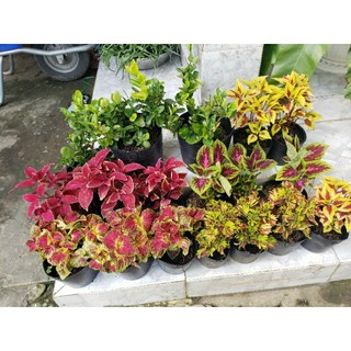 Cây lá gấm( nhiều màu) chỉ ship miền nam