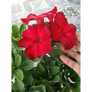 Sứ Thần Tài (sứ Hoa đại, sứ Thái lan. Hoa hồng Sa mạc)