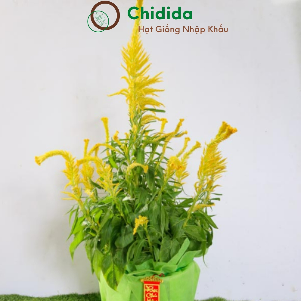 Hạt giống hoa mào gà đuôi phụng Chidida giống mào gà phụng vỹ vàng Thái Lan gói 400 hạt