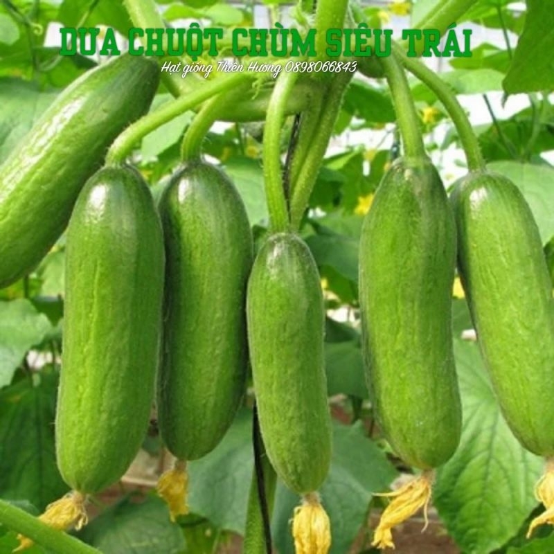 15 HẠT - Hạt giống dưa chuột chùm siêu trái F1