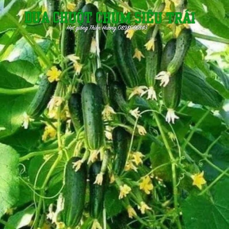 15 HẠT - Hạt giống dưa chuột chùm siêu trái F1