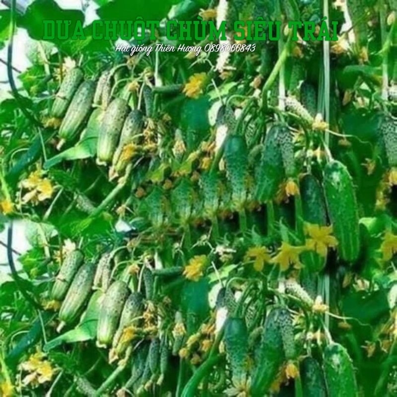 15 HẠT - Hạt giống dưa chuột chùm siêu trái F1