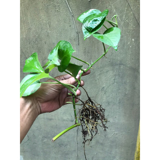 cây trầu bà lá xanh, trầu bà sữa