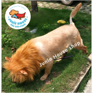 Nón bờm sư tử siêu ngầu cho chó lớn