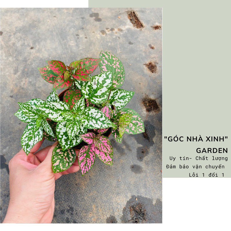 Chậu lá gấm sz nhỏ mix màu xinh tươi