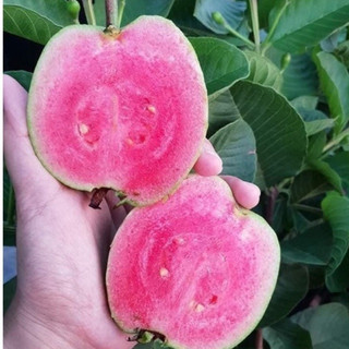 Cây ổi Ruby ruột đỏ không hạt - Cây sai quả
