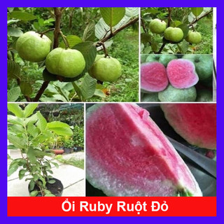 Cây ổi Ruby ruột đỏ không hạt - Cây sai quả