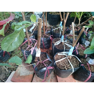 Cây ổi Ruby ruột đỏ không hạt - Cây sai quả