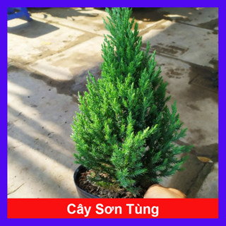 Cây Sơn Tùng - Cây trang trí trong nhà - Dịp lễ Noel