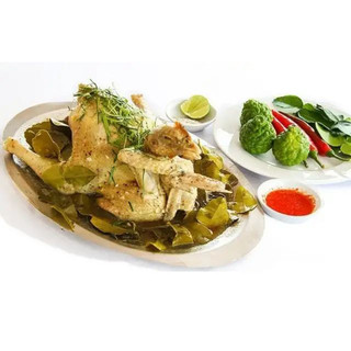 Cây Chúc (chanh thái) - Chanh ăn lá (Gà hấp lá chanh)